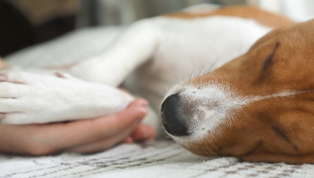 地方新闻精选｜深圳将中华田园犬移出禁养烈性犬名单 北京要求乡村民宿配齐垃圾分类设施