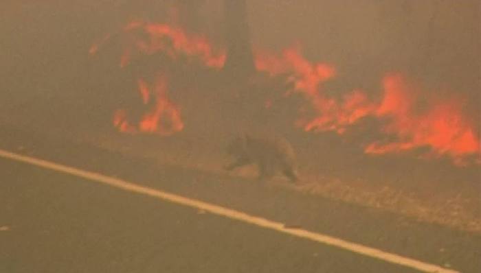 考拉,山火,灭绝