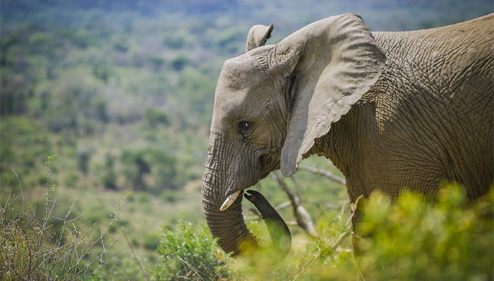 长沙生态动物园