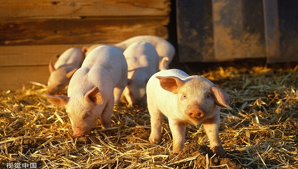 生猪指数,生猪,猪肉,猪价,猪企