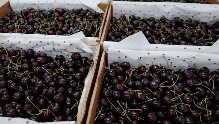 樱桃快航,车厘子,上海海关,通关