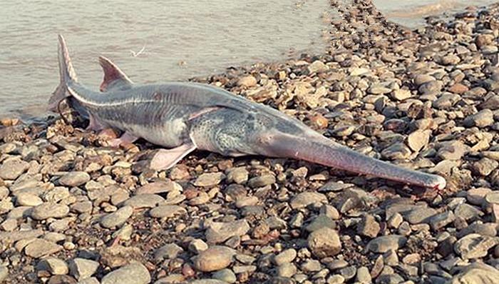 长江白鲟被宣布灭绝，IUCN中国代表处：尚未发布消息，仍需再讨论