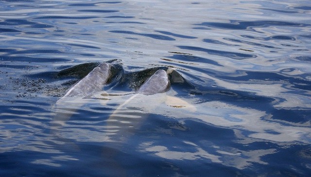 白鲟标本制作亲历者：采集百余条白鲟幼体，但养殖失败