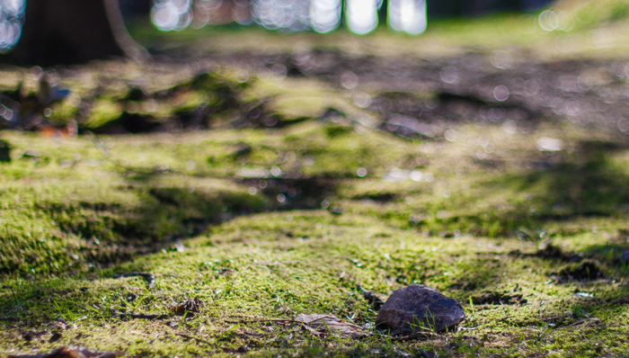 林草局：三江源国家公园试点环境质量持续提升，基本解决监管执法碎片化问题