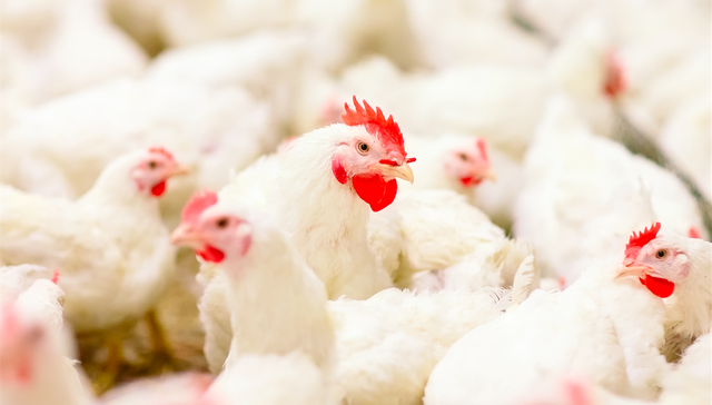 鸡肉概念,民和股份,益生股份,立华股份,圣农发展,仙坛股份,肉鸡,鸡肉价格,春节