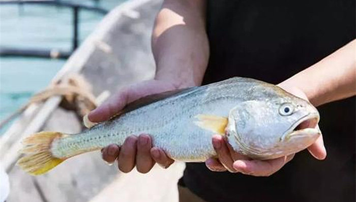 为避免步长江白鲟后尘，东海大黄鱼正在接受野化训练