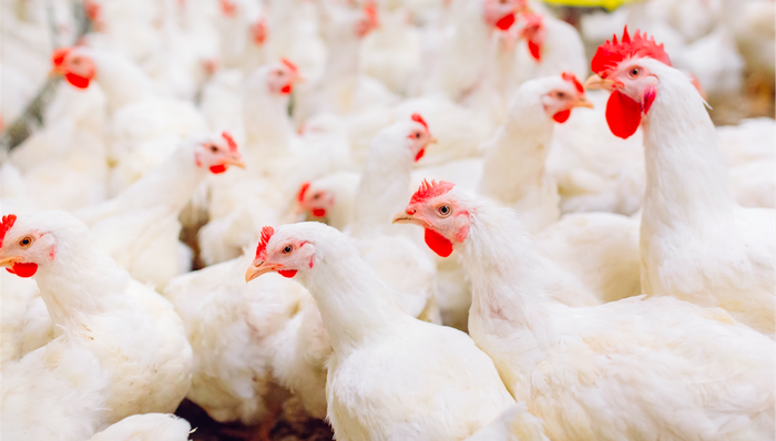 益生股份,股权质押,鸡肉概念股,白羽鸡,鸡苗