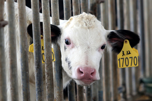 乳业,奶粉,澳大利亚