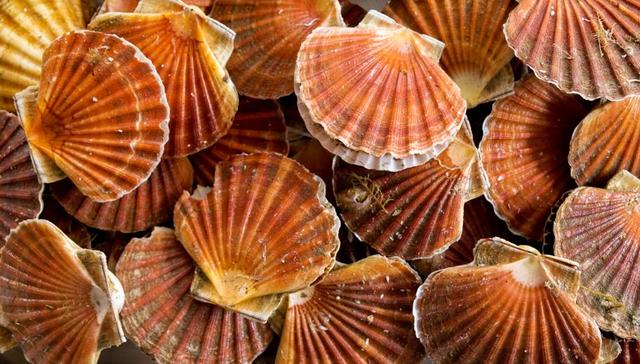 獐子岛,股票,扇贝,水产,海产,海参,财务造假