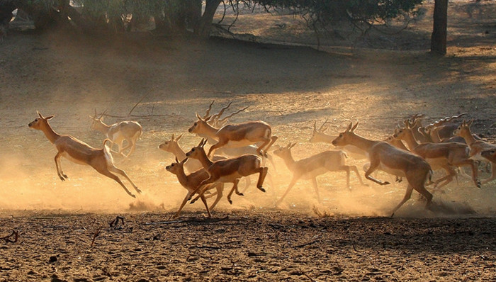 北大教授,非法野生动物贸易,零野味,国家林草局,吕植,新型冠状病毒