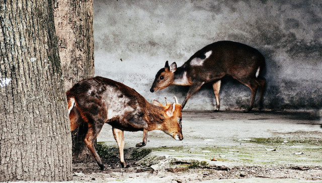 北大,专家,建议,全国人大,紧急修法,野生动物,新型冠状病毒
