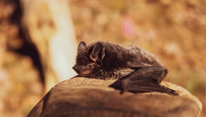 野生动物保护,瘟疫,新型冠状病毒肺炎
