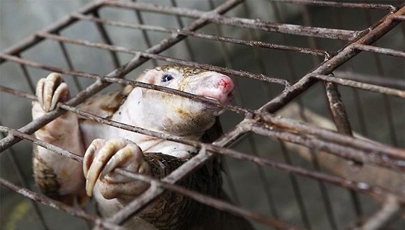 武汉肺炎,公共卫生,冠状病毒,监管,野生动物,公共安全