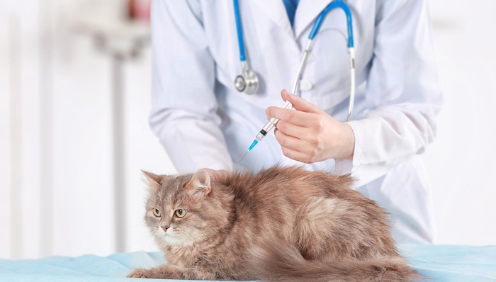 宠物猫狗会传染新冠肺炎吗？世卫：目前无证据