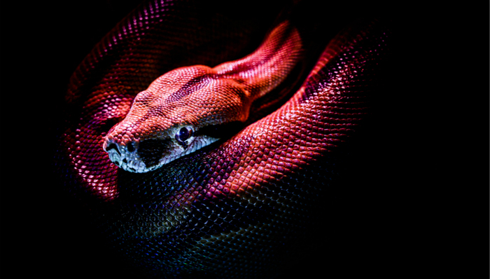 新型冠状病毒肺炎,野生动物,野味消费,大数据