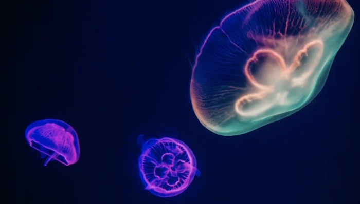 为深入探索海洋，科学家派出“机器人水母”做测试｜硬科技