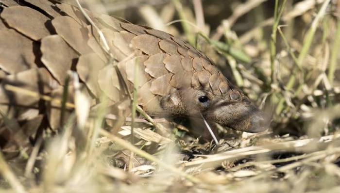 穿山甲是新冠病毒潜在中间宿主？专家：需公开基因序列