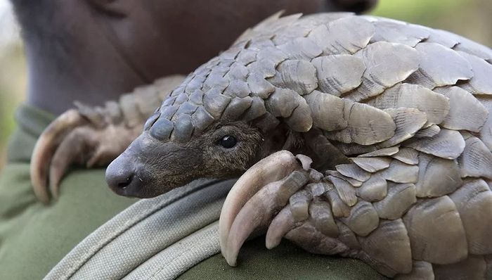 野生动物,游戏世界,新冠肺炎