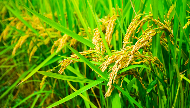 隆平高科,涨停,龙虎榜,机构,深股通,新型冠状肺炎疫情,武汉,水稻,玉米