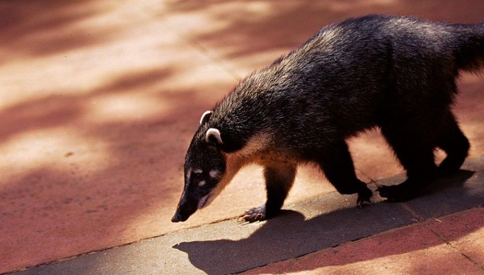 野生动物保护法列入立法计划，学者建议加强规制人工繁育制度