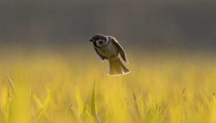 野生动物,野味,新型冠状病毒,全国人大常委会,天津,广东省