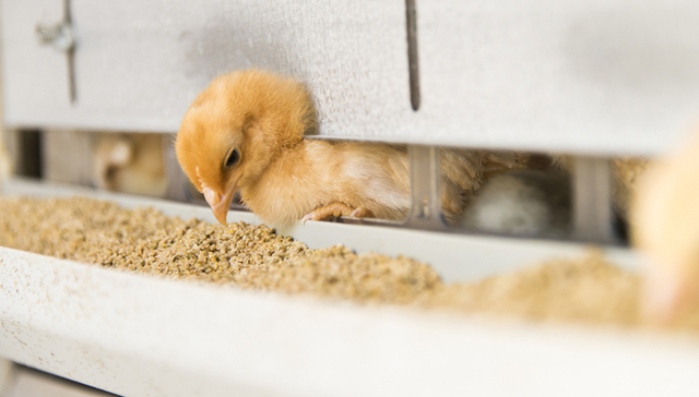 农业农村部：加快饲料企业和畜禽屠宰加工企业复工复产