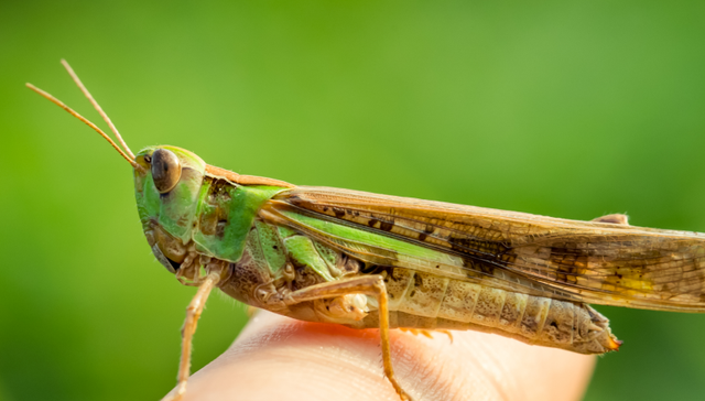 农业农村部：沙漠蝗在我国大规模暴发风险很低