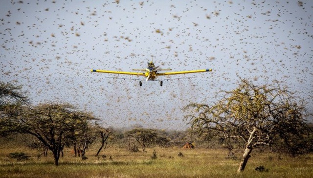沙漠蝗,蝗灾,非洲,印度,巴基斯坦