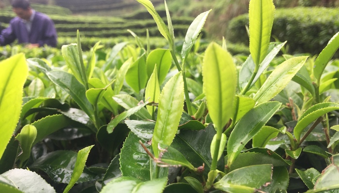 春茶,茶叶,茶农,绿茶,福建,江浙