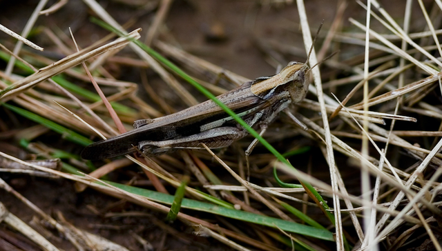 湖南海利,红太阳,长青股份,蓝丰生化,安道麦A,诺普信,农药,蝗虫,蝗灾,涨停