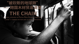 被砍斷的地球肺