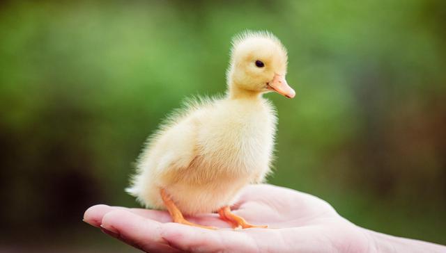 疫情致华英农业1月鸭苗售价大跌，封路影响正逐渐恢复