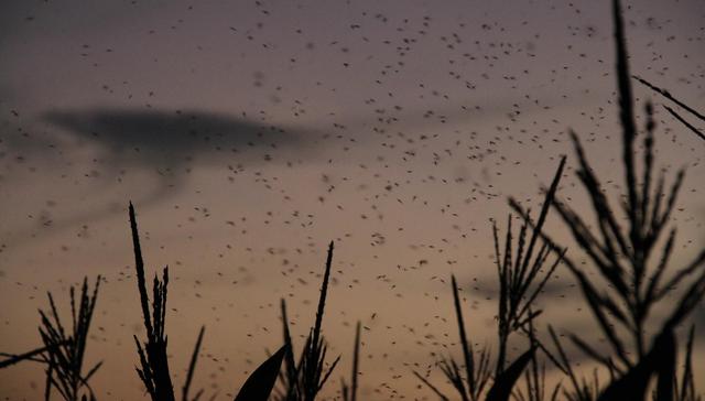 “蝗灾”祸起，亚非农药股集体暴涨，11家券商火线解读，这些股值得重视