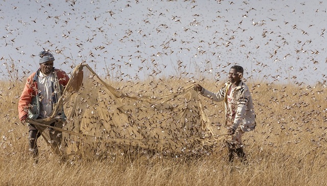 财说｜蝗灾概念股群魔乱舞，你买对了吗？