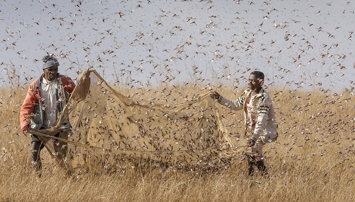财说｜蝗灾概念股群魔乱舞，你买对了吗？