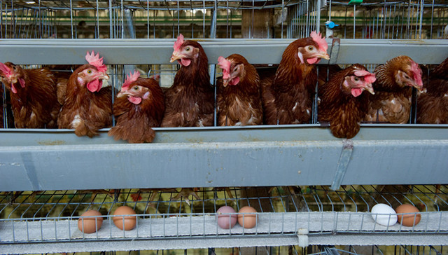 农业农村部：家禽行业损失严重，个别企业损失超过1亿