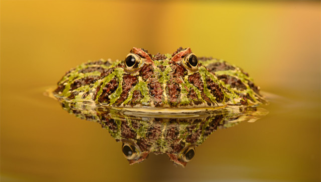 中国野生动物保护协会发声明致歉：撤销蛙类养殖委