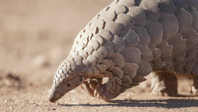 新型冠状病毒肺炎,病毒,宿主,穿山甲,管轶