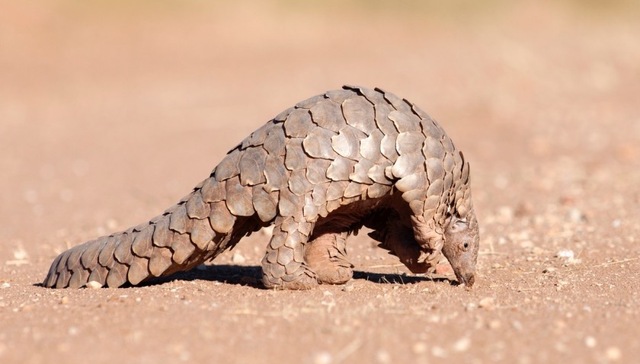 走私穿山甲是新冠病毒中间宿主？广西林业部门：完全扯不上关系