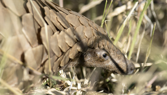 华南农业大学论文再证穿山甲冠状病毒与新冠病毒高度相关