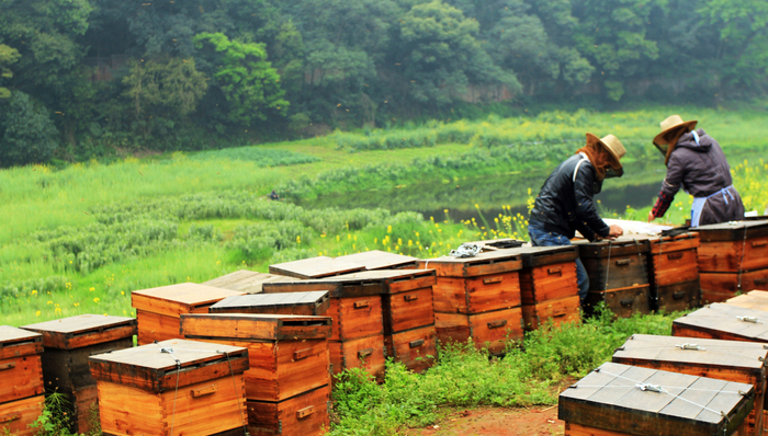 死去的蜜蜂，未卜的追花路和无助的养蜂人