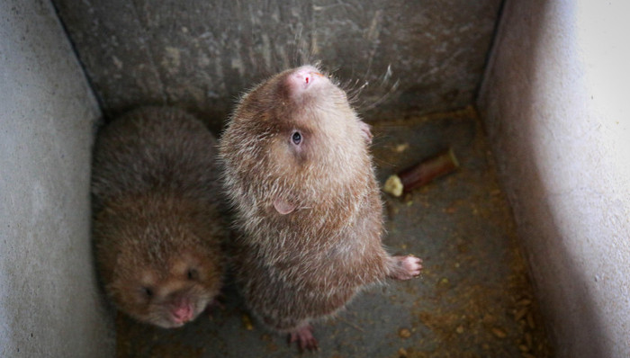 三农,扶贫,新冠肺炎