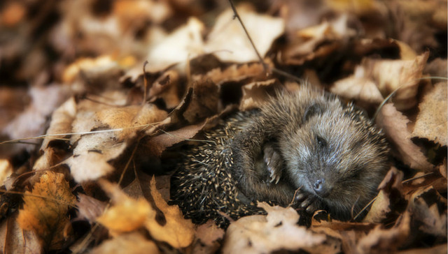 保护生物学学者王放：只是禁食野生动物，长远的生态安全就还不乐观 | 疫时对话系列