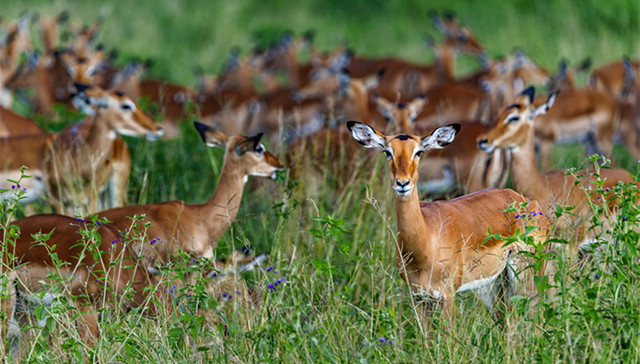 国家林草局：凡是以食用为目的野生动物人工繁育，须撤回并注销许可