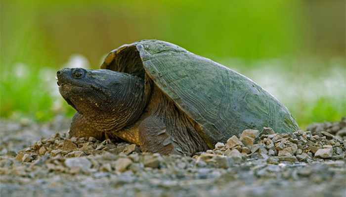 有一定市场规模和养殖规模的甲鱼、鳄鱼能吃吗？ 农业农村部回应