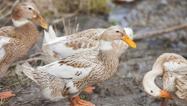 10万只鸭子出征巴基斯坦灭蝗?  浙江省农科院畜牧兽医研究所：正在核实