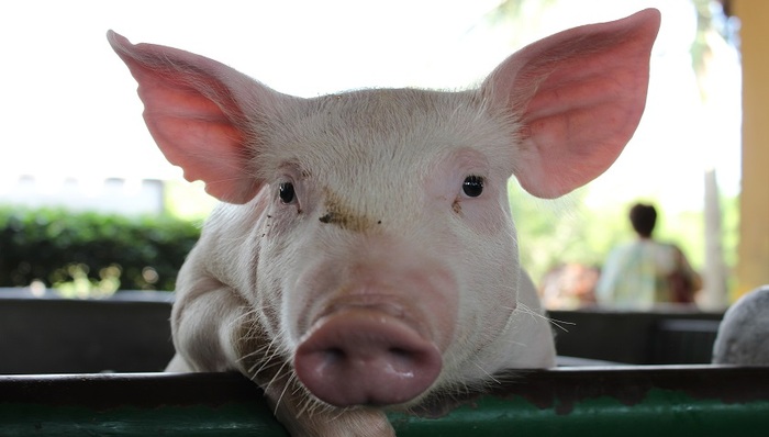 猪肉,猪价,肺炎,指数,生猪