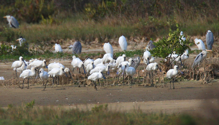 广东阳江首次发现60只全球濒危鸟类黑脸琵鹭