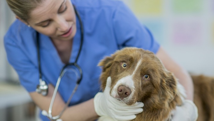 一新冠确诊患者家中狗核酸检测阳性，但这并不意味着宠物感染新冠病毒