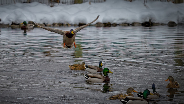 野生动物保护,驯养繁殖,野生动物,禁止食用,新型冠状病毒,反思